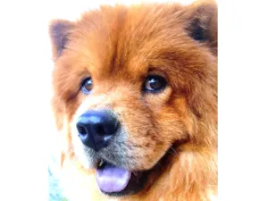 Cachorro raça Chow chow idade 5 anos nome Zeus