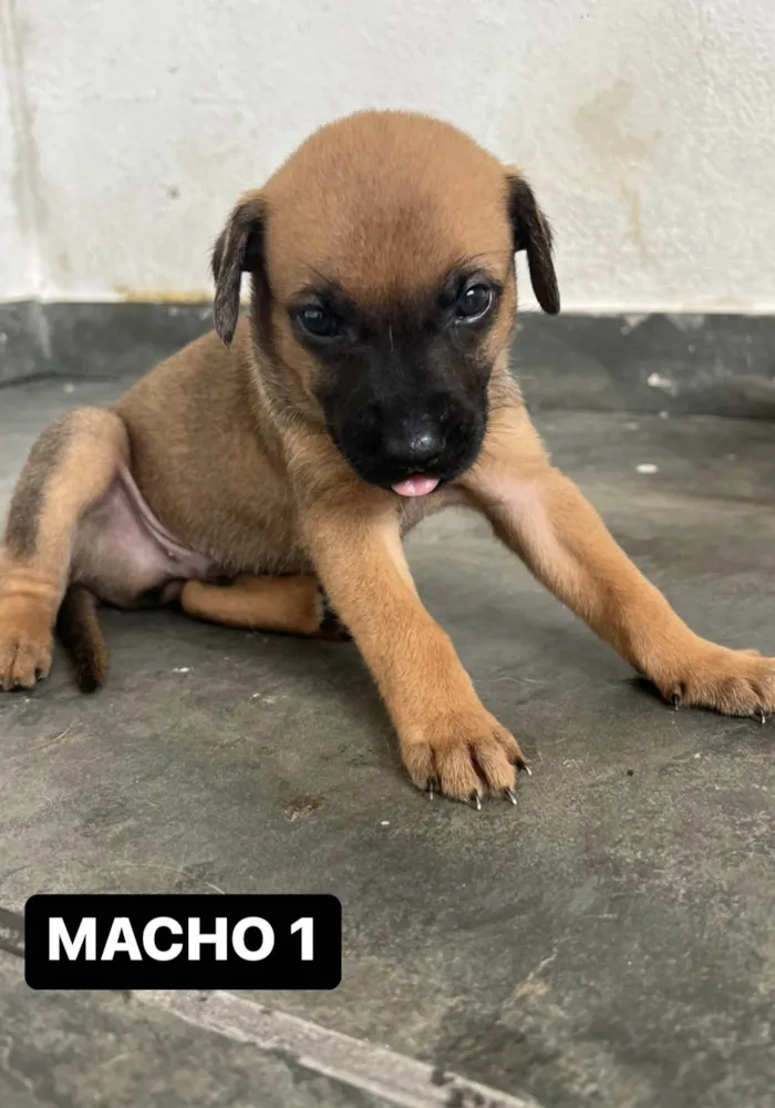 Cachorro ra a SRD-ViraLata idade Abaixo de 2 meses nome FILHOTE MACHO 1