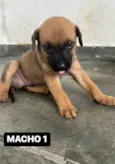 FILHOTE MACHO 1