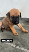 FILHOTE MACHO 1