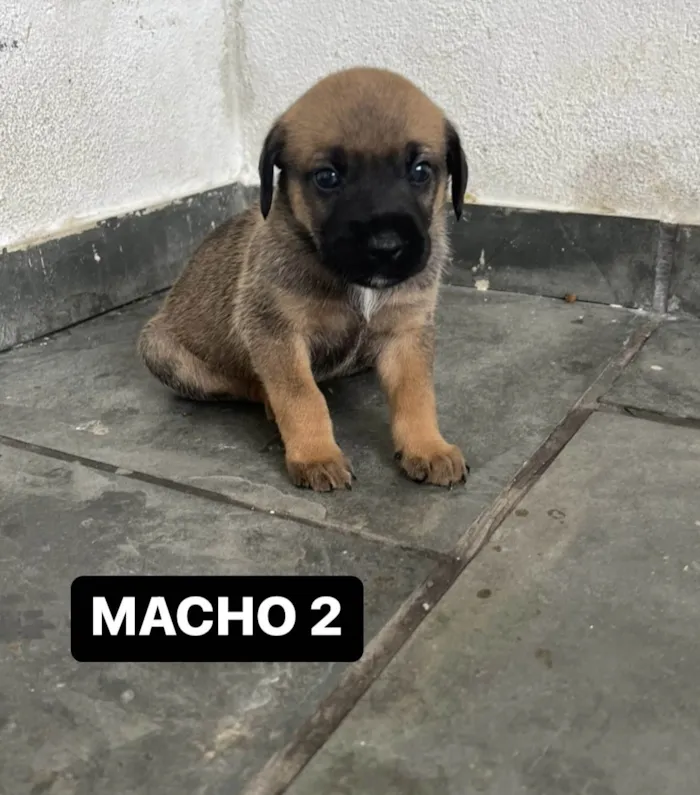 Cachorro ra a SRD-ViraLata idade Abaixo de 2 meses nome FILHOTE MACHO 2