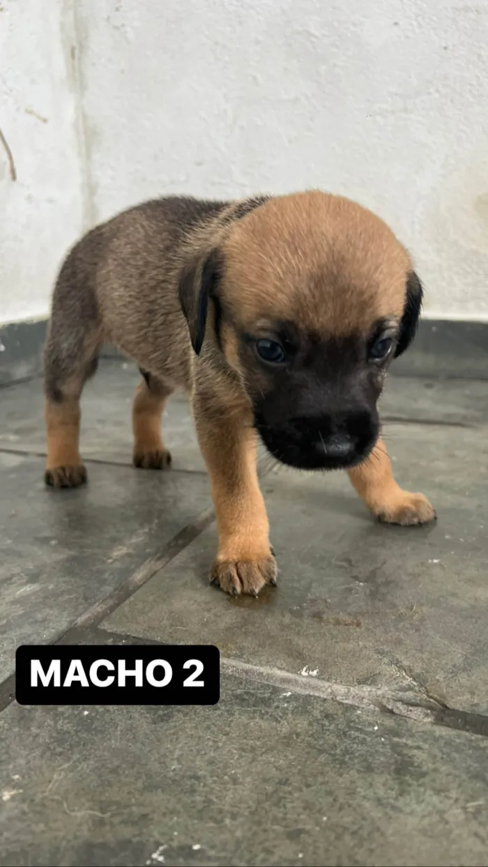 Cachorro ra a SRD-ViraLata idade Abaixo de 2 meses nome FILHOTE MACHO 2