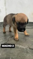 FILHOTE MACHO 2