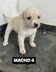 Cachorro raça SRD-ViraLata idade Abaixo de 2 meses nome FILHOTE MACHO 4