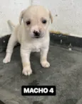 FILHOTE MACHO 4