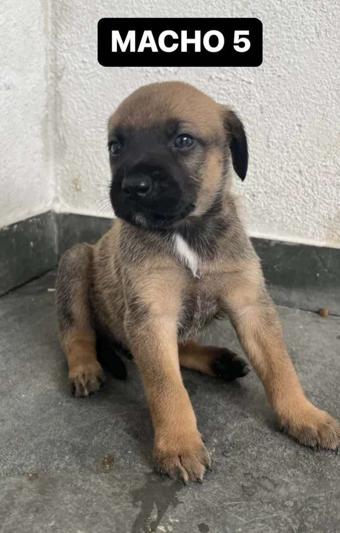 Cachorro raça SRD-ViraLata idade Abaixo de 2 meses nome FILHOTE MACHO 5