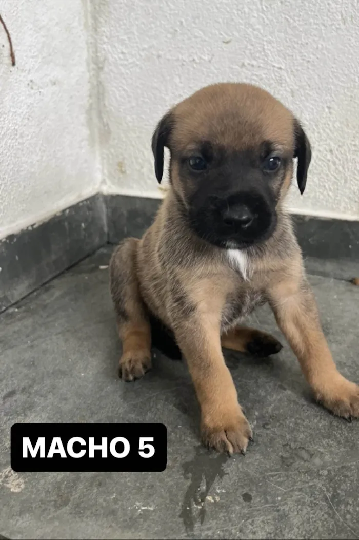 Cachorro raça SRD-ViraLata idade Abaixo de 2 meses nome FILHOTE MACHO 5