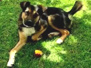Cachorro raça SRD-ViraLata idade 1 ano nome Scooby 