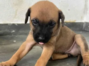 Cachorro raça SRD-ViraLata idade Abaixo de 2 meses nome FILHOTE MACHO 1