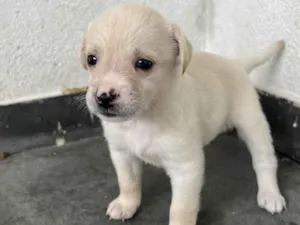 Cachorro raça SRD-ViraLata idade Abaixo de 2 meses nome FILHOTE MACHO 4