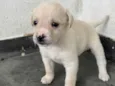 Cachorro raça SRD-ViraLata idade Abaixo de 2 meses nome FILHOTE MACHO 4