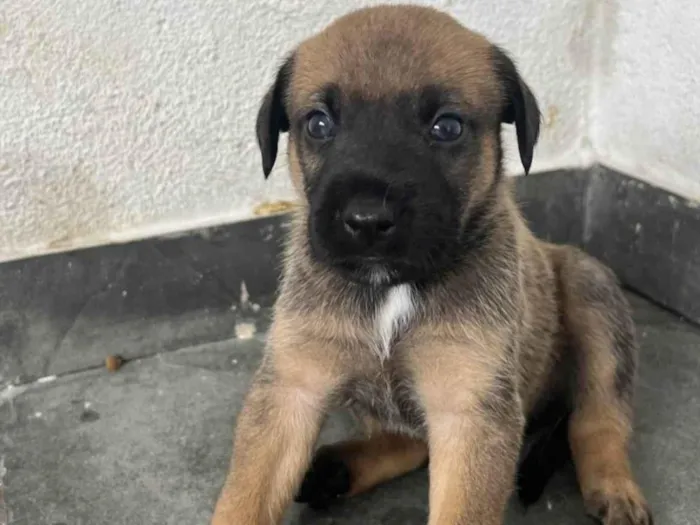 Cachorro raça SRD-ViraLata idade Abaixo de 2 meses nome FILHOTE MACHO 5