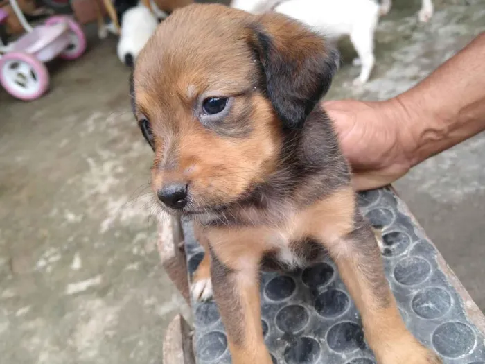 Cachorro ra a Não tem raça definida  idade Abaixo de 2 meses nome Não tem ainda