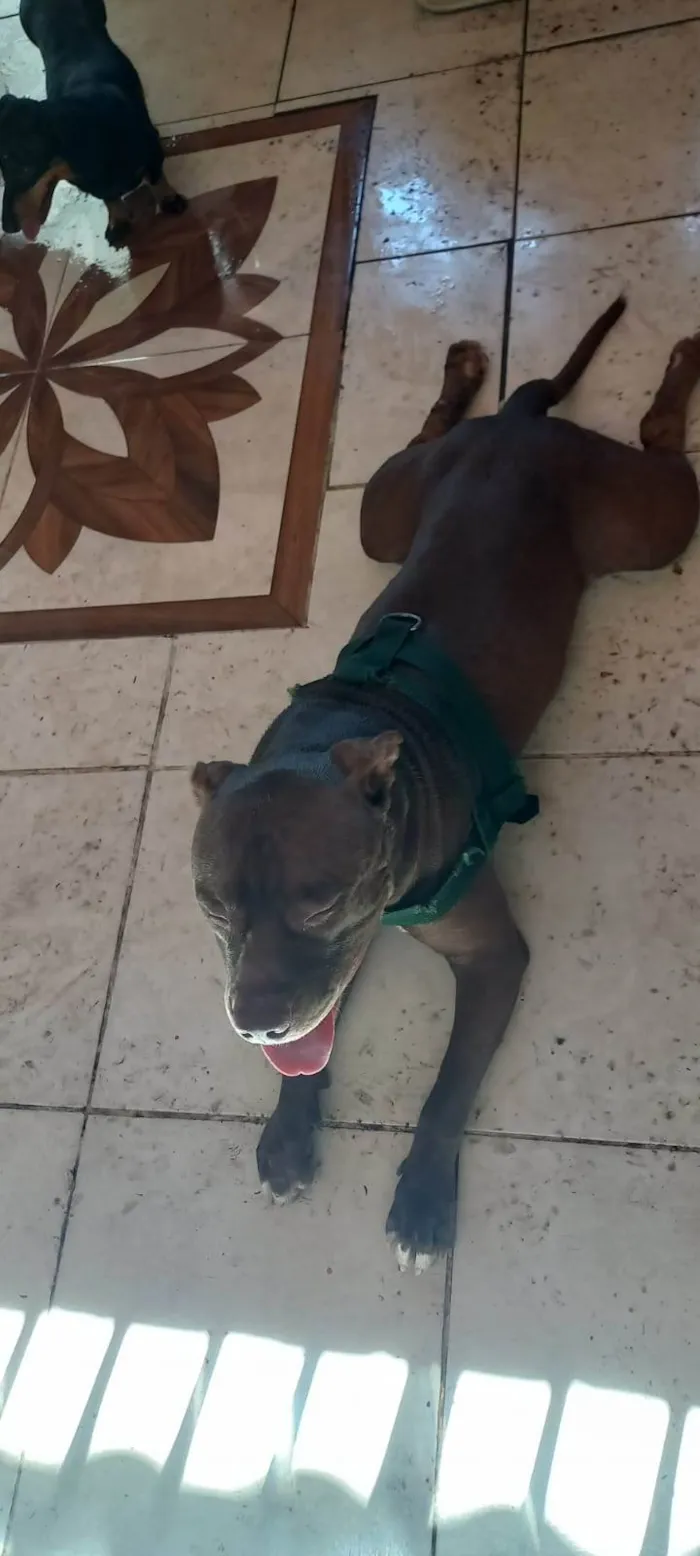Cachorro ra a Pit-Bull idade 2 anos nome Thor