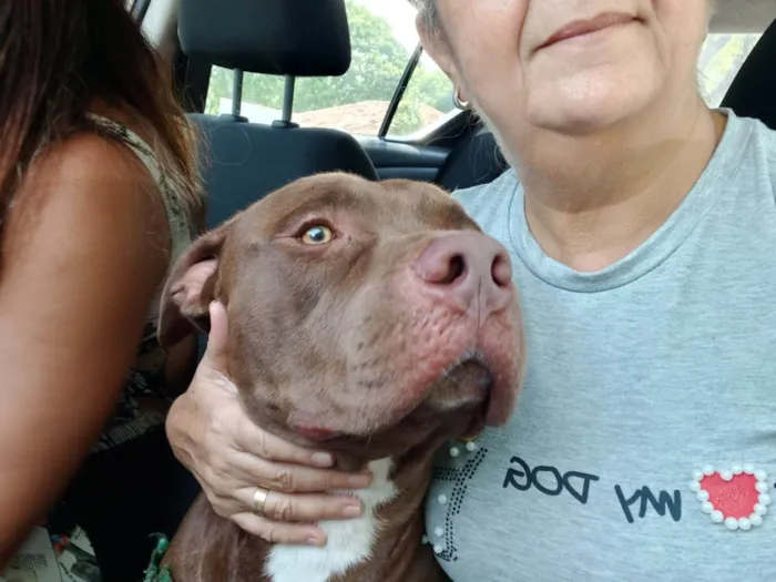 Cachorro ra a Pit-Bull idade 2 anos nome Thor