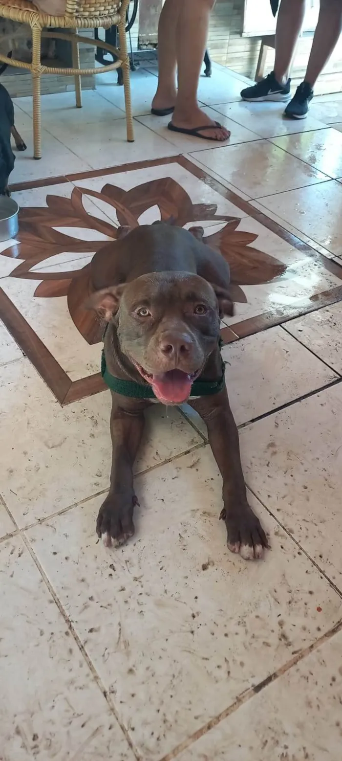 Cachorro ra a Pit-Bull idade 2 anos nome Thor
