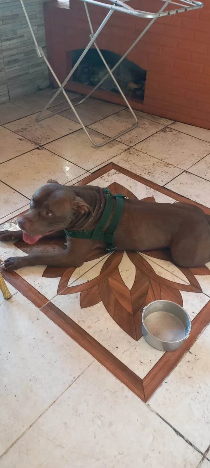 Cachorro ra a Pit-Bull idade 2 anos nome Thor