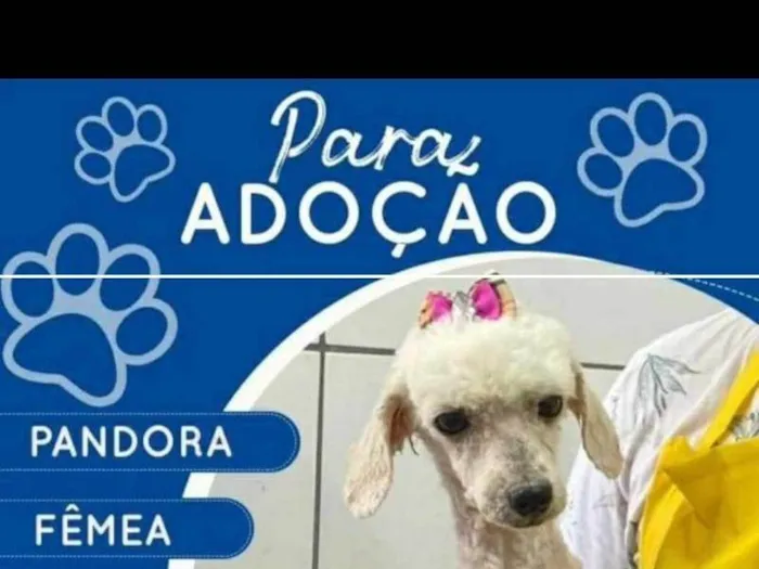 Cachorro raça Poodle idade 2 anos nome Pandora