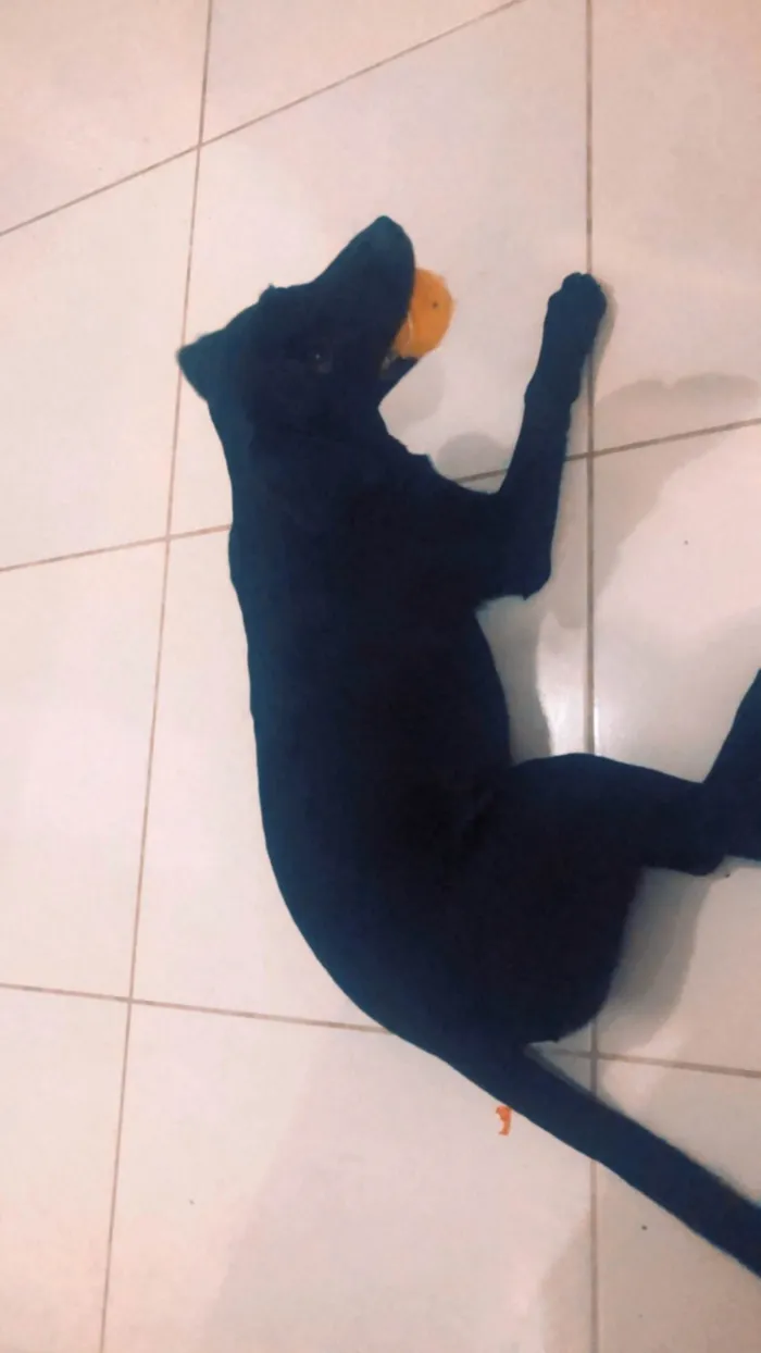 Cachorro raça Labrador idade 7 a 11 meses nome Apolo