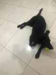 Apolo