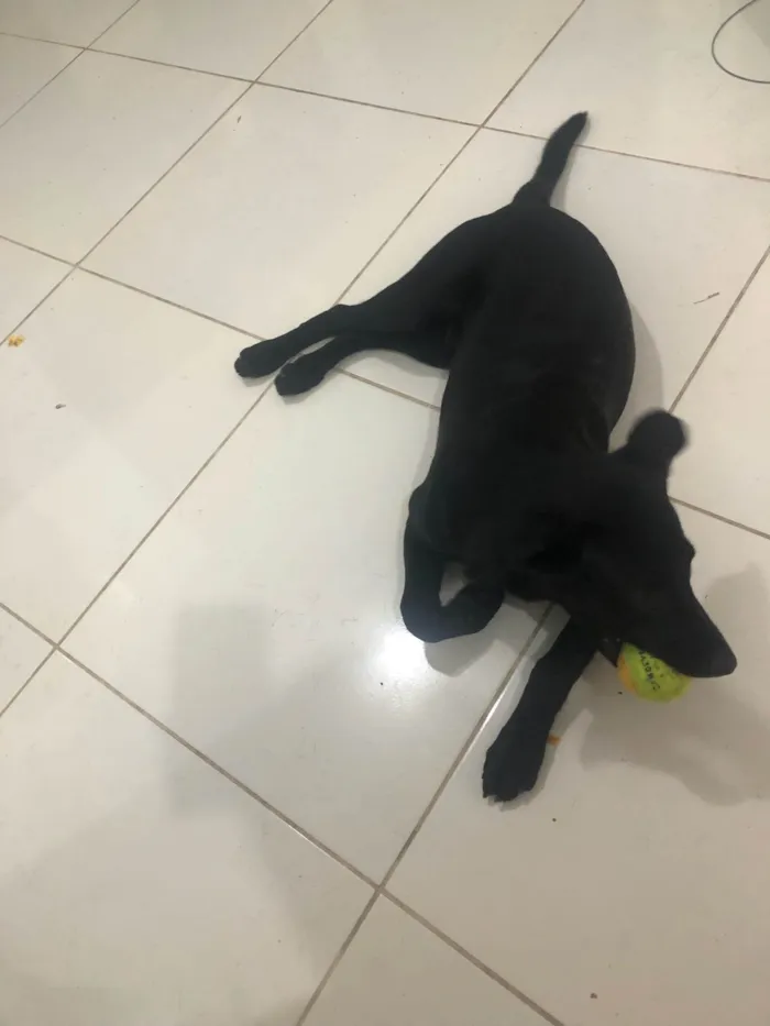 Cachorro raça Labrador idade 7 a 11 meses nome Apolo