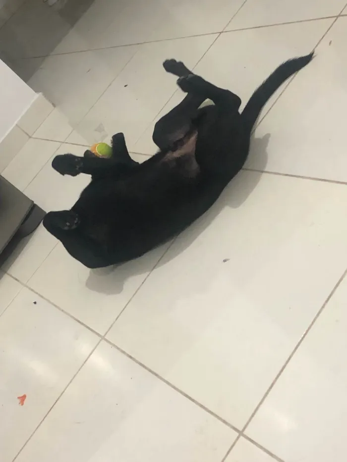 Cachorro raça Labrador idade 7 a 11 meses nome Apolo