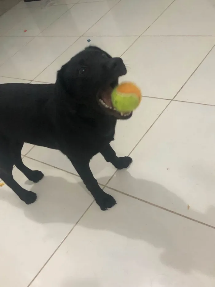 Cachorro raça Labrador idade 7 a 11 meses nome Apolo