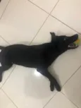 Apolo
