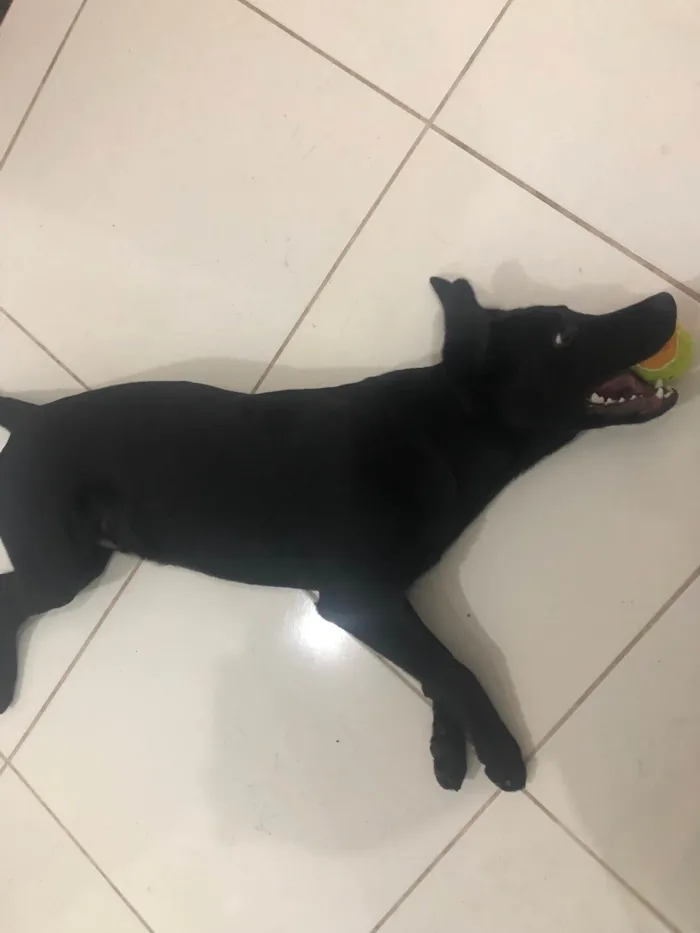 Cachorro raça Labrador idade 7 a 11 meses nome Apolo