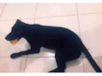 Apolo