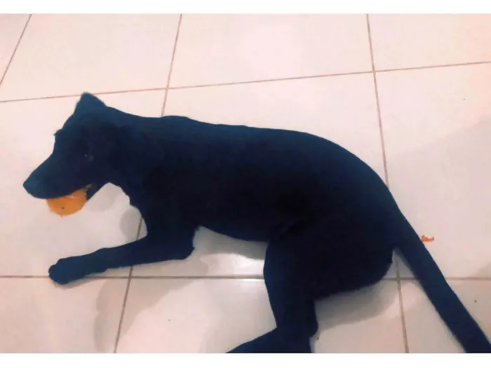 Cachorro raça Labrador idade 7 a 11 meses nome Apolo