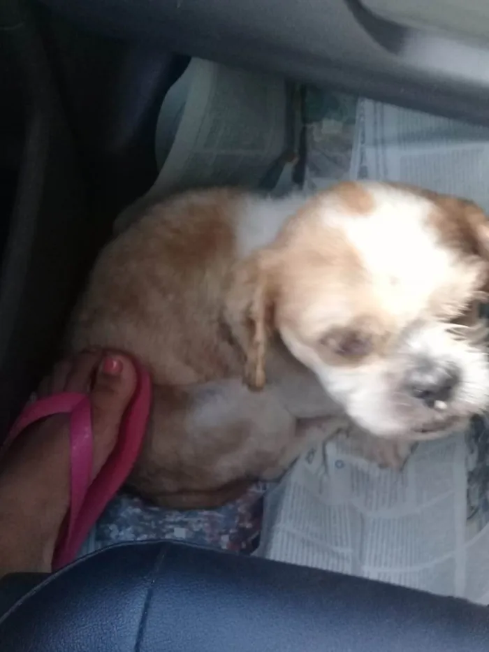 Cachorro ra a Shitzu idade 2 anos nome Johnny