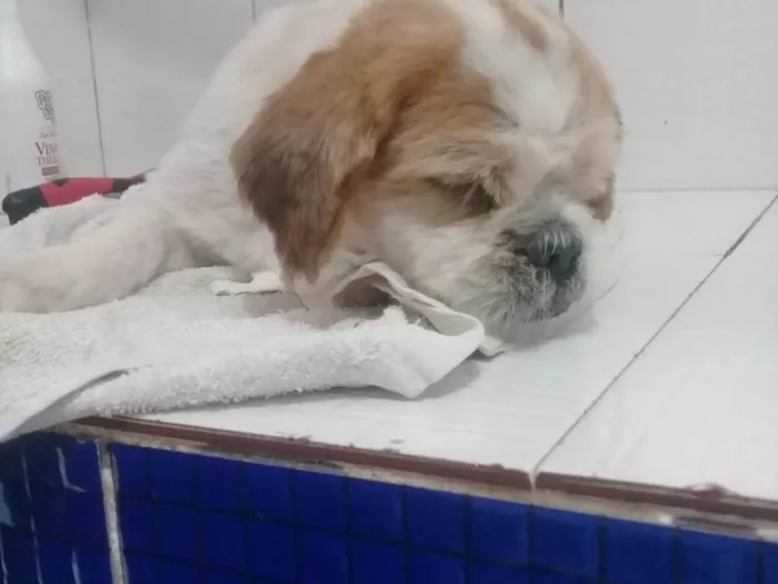 Cachorro ra a Shitzu idade 2 anos nome Johnny