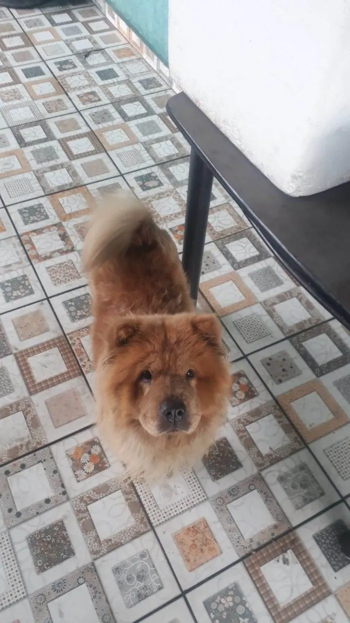 Cachorro ra a Chow Chow idade 4 anos nome Milla