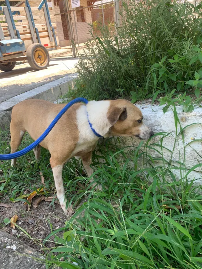 Cachorro ra a SRD idade 2 anos nome Sem nome