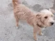 Douradinho