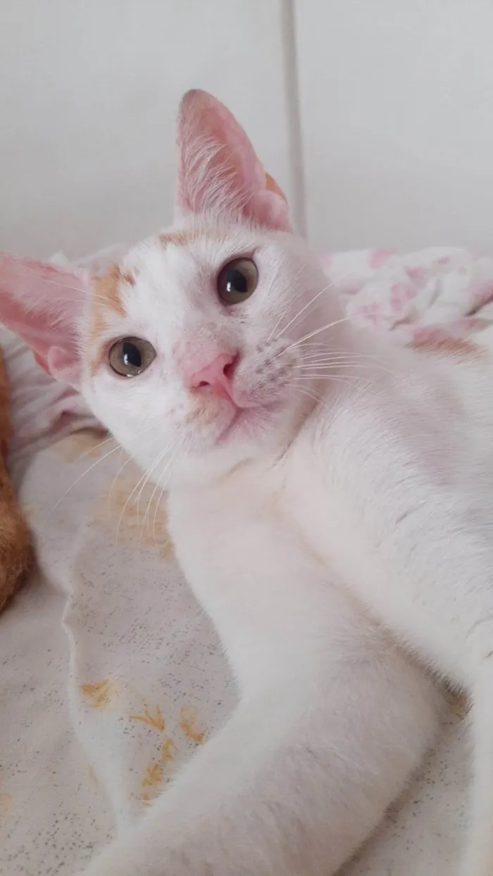 Gato raça SRD-ViraLata idade 2 a 6 meses nome Bento