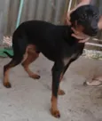 Zé pretinho
