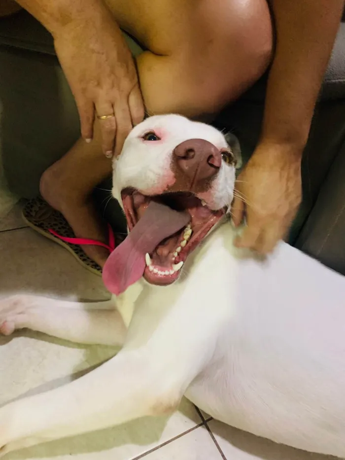 Cachorro ra a Pitbull  idade 7 a 11 meses nome Apolo