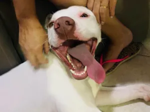 Cachorro raça Pitbull  idade 7 a 11 meses nome Apolo