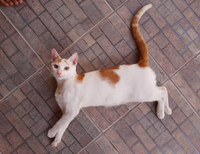 Gato raça SRD-ViraLata idade 2 a 6 meses nome Bento