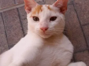 Gato raça SRD-ViraLata idade 2 a 6 meses nome Bento