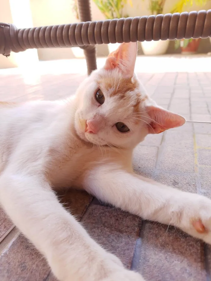 Gato raça SRD-ViraLata idade 2 a 6 meses nome Bento