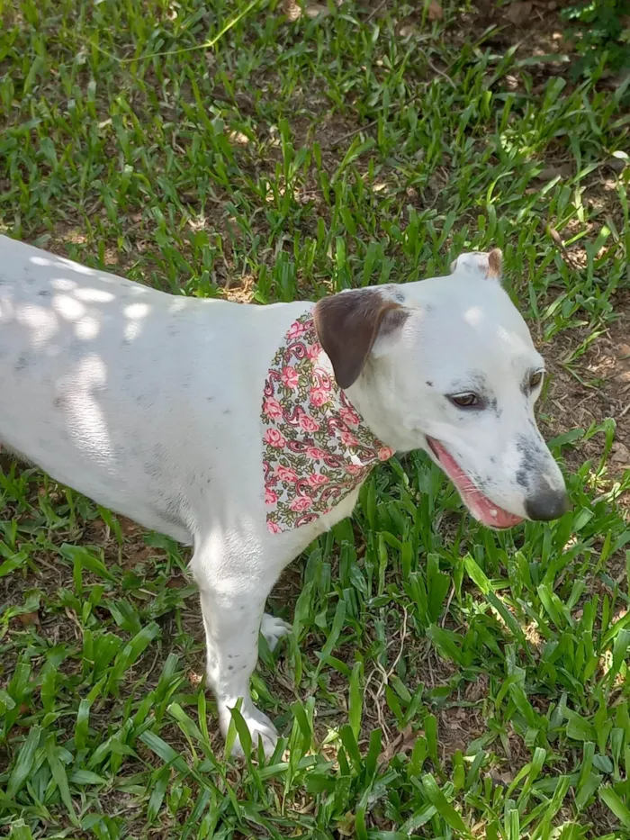 Cachorro ra a SRD-ViraLata idade 1 ano nome Branca