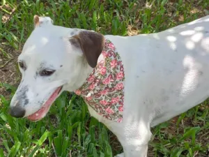 Cachorro raça SRD-ViraLata idade 1 ano nome Branca