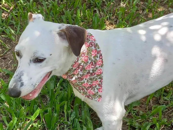 Cachorro ra a SRD-ViraLata idade 1 ano nome Branca