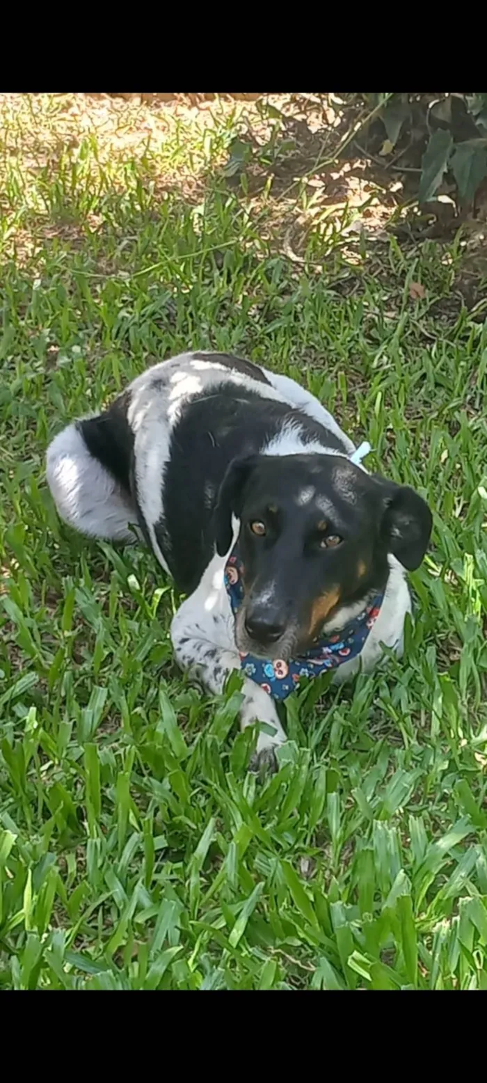 Cachorro ra a SRD-ViraLata idade 2 anos nome Celeste