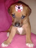 Pipoca
