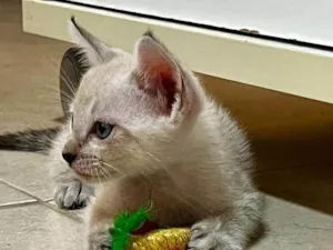 Gato raça Silata idade 2 a 6 meses nome Jota