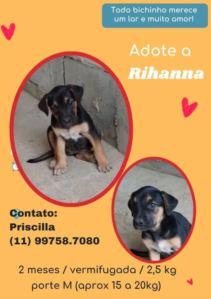 Cachorro raça SRD idade 2 a 6 meses nome Rihanna